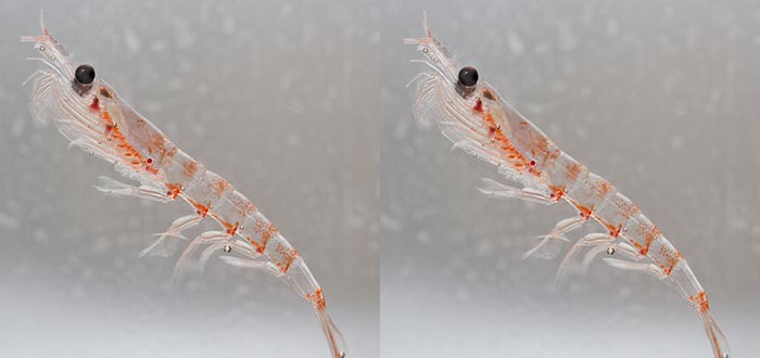 animales de la Antártida, krill antártico