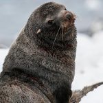 animales de la Antártida, lobo marino ártico