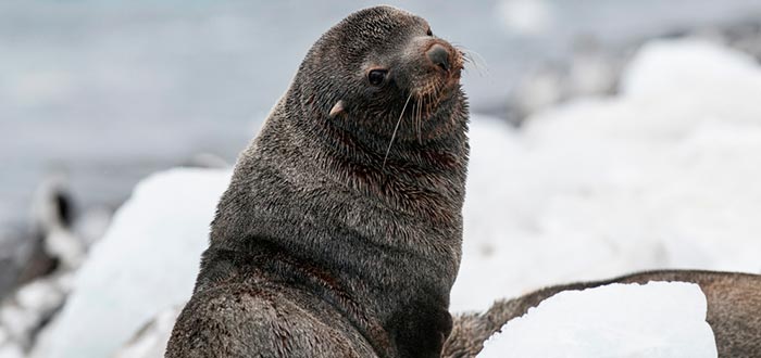 animales de la Antártida, lobo marino ártico - Supercurioso