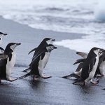 animales de la Antártida, pingüino barbijo