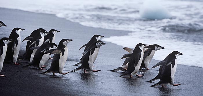 animales de la Antártida, pingüino barbijo