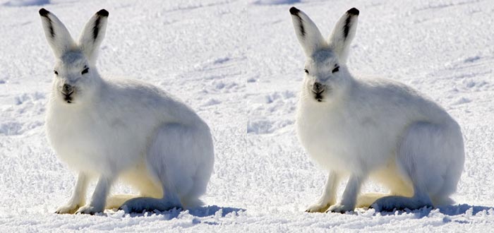 animales que viven en el Ártico