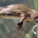 animales tímidos por naturaleza