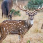 axis-buck-picture-id489438778