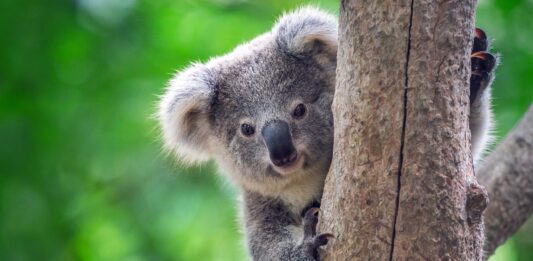 10 Animales Solitarios del Mundo | ¿Son tímidos por naturaleza?