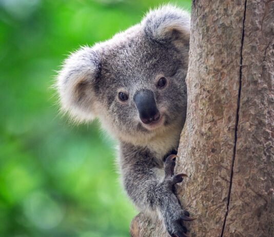 10 Animales Solitarios del Mundo | ¿Son tímidos por naturaleza?