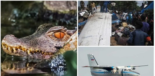 El cocodrilo que se escapó en un avión y provocó 19 muertos