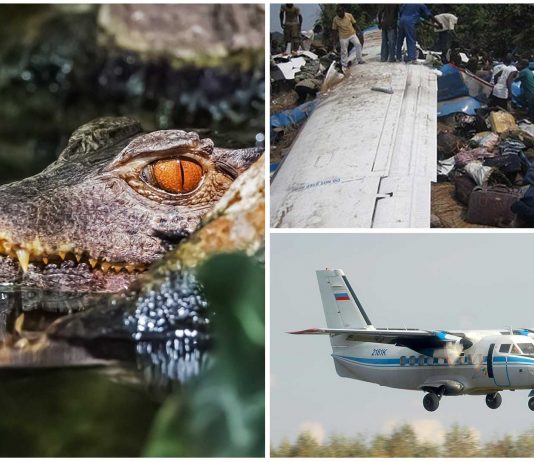 El cocodrilo que se escapó en un avión y provocó 19 muertos