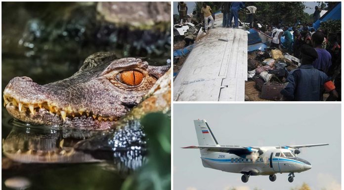 El cocodrilo que se escapó en un avión y provocó 19 muertos