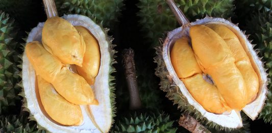 fruto del durián