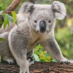 animales tímidos por naturaleza