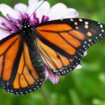 Mariposa monarca