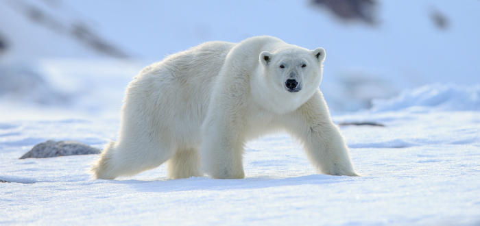 oso polar fauna del artico