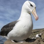 animales de la Antártida