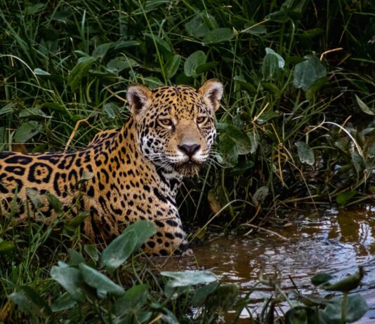 Los 20 animales más bonitos del mundo | ¿Cuál es tu favorito? Los animales más bonitos del mundo