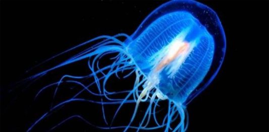 Medusa Irukandji | 4 Curiosidades del animal que te hace sentir morir medusa irukandji