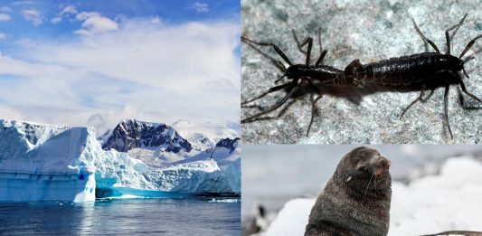 10 Animales de la Antártida | ¡Increíbles criaturas del frío! animales de la Antártida