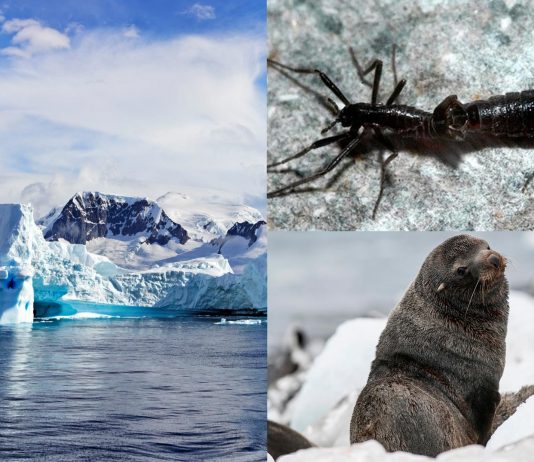 10 Animales de la Antártida | ¡Increíbles criaturas del frío! animales de la Antártida