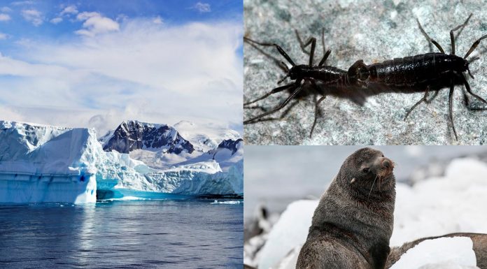 animales de la Antártida