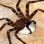 arañas gigantes, araña cazadora gigante
