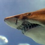 tiburón toro