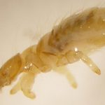 clases de piojos 0000