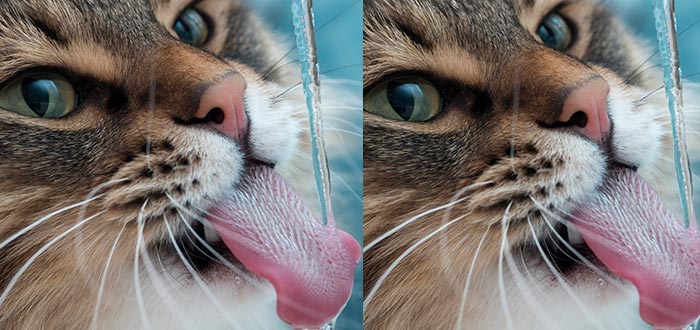Cómo saber si tu gato se encuentra mal, bebe suficiente agua