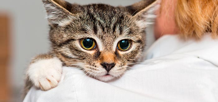 Cómo saber si tu gato se encuentra mal, llévalo al veterinario
