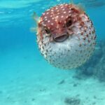 animales más peligrosos del mar