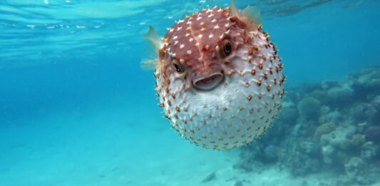 animales más peligrosos del mar