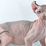 gato elfo ‘