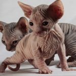 gato elfo »