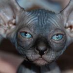 gato elfo
