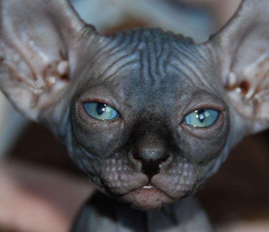 Gato Elfo | 8 curiosidades de la extraña variante del Sphynx gato elfo