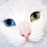 gatos blancos con ojos azules ‘