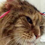 gatos blancos con ojos azules »»