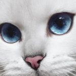 gatos blancos con ojos azules