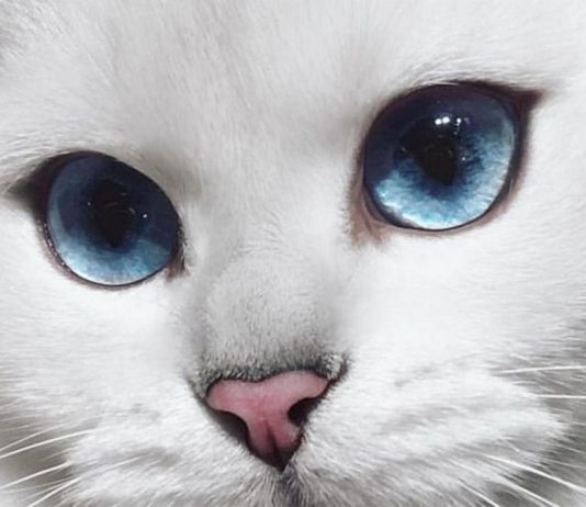 gatos blancos con ojos azules