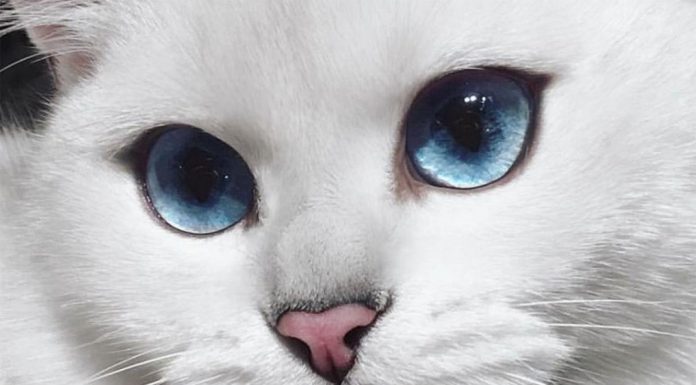 gatos blancos con ojos azules