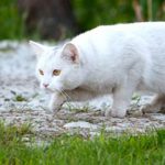 gatos blancos con ojos azules ¡¡