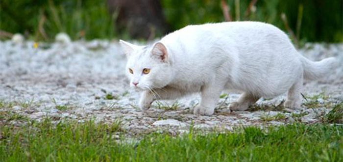 gatos blancos con sordera