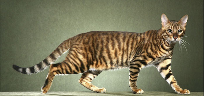 Gatos gigantes | 6 razas de gato enormes que abrazar a lo grande