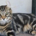 gatos gigantes »’