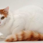 gatos gigantes »»’