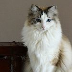 gatos gigantes »»3