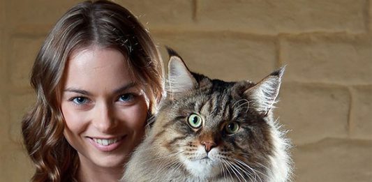 gatos gigantes