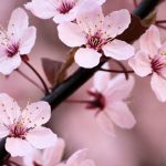 leyendas japonesas de amor 9