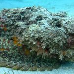 los animales más peligrosos del mar, pez piedra