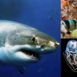 los animales más peligrosos del mar