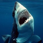 los animales más peligrosos del mar»’